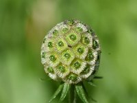 Scabiosa triandra 13, Saxifraga-Sonja Bouwman  991. Southern scabious - Scabiosa triandra - Caprifoliaceae familie (zw)