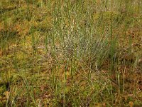 Scheuchzeria palustris 21, Veenbloembies, Saxifraga-Hans Boll