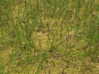Scheuchzeria palustris 25, Veenbloembies, Saxifraga-Hans Boll