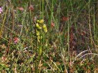 Scheuchzeria palustris 3, Veenbloembies, Saxifraga-Hans Dekker