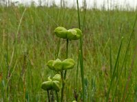 Scheuchzeria palustris 53, Veenbloembies, Saxifraga-Hans Grotenhuis