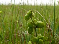 Scheuchzeria palustris 54, Veenbloembies, Saxifraga-Hans Grotenhuis