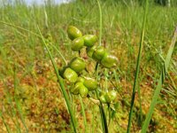 Scheuchzeria palustris 56, Veenbloembies, Saxifraga-Hans Grotenhuis