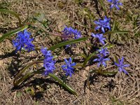 Scilla bifolia 44, Vroege sterhyacint, Saxifraga-Harry Jans