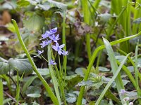 Scilla bifolia 50, Vroege sterhyacint, Saxifraga-Jan Nijendijk