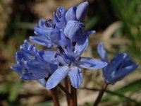 Scilla bifolia 10, Vroege sterhyacint, Saxifraga-Marijke Verhagen