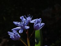 Scilla bifolia 11, Vroege sterhyacint, Saxifraga-Jan van der Straaten