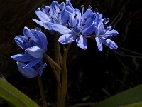 Scilla bifolia 12, Vroege sterhyacint, Saxifraga-Marijke Verhagen