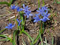 Scilla bifolia 13, Vroege sterhyacint, Saxifraga-Willem van Kruijsbergen