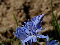 Scilla bifolia 14, Vroege sterhyacint, Saxifraga-Jan van der Straaten