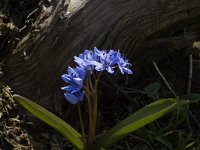 Scilla bifolia 15, Vroege sterhyacint, Saxifraga-Marijke Verhagen