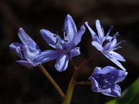 Scilla bifolia 16, Vroege sterhyacint, Saxifraga-Jan van der Straaten