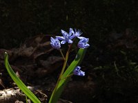 Scilla bifolia 17, Vroege sterhyacint, Saxifraga-Jan van der Straaten