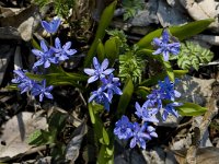 Scilla bifolia 18, Vroege sterhyacint, Saxifraga-Jan van der Straaten