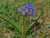 Scilla bifolia 19, Vroege sterhyacint, Saxifraga-Willem van Kruijsbergen