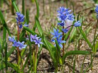 Scilla bifolia 2, Vroege sterhyacint, Saxifraga-Willem van Kruijsbergen