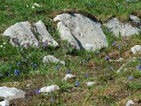 Scilla bifolia 20, Vroege sterhyacint, habitat, Saxifraga-Willem van Kruijsbergen