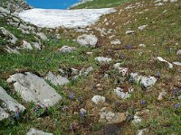 Scilla bifolia 21, Vroege sterhyacint, habitat, Saxifraga-Willem van Kruijsbergen