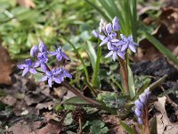 Scilla bifolia 22, Vroege sterhyacint, Saxifraga-Peter Meininger