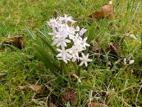 Scilla bifolia 23, Vroege sterhyacint, Saxifraga-Peter Meininger