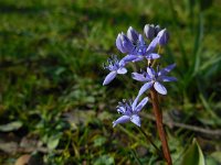 Scilla bifolia 24, Vroege sterhyacint, Saxifraga-Ed Stikvoort