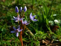 Scilla bifolia 25, Vroege sterhyacint, Saxifraga-Ed Stikvoort