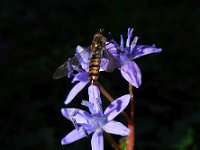 Scilla bifolia 26, Vroege sterhyacint, Saxifraga-Ed Stikvoort