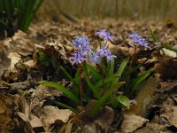 Scilla bifolia 27, Vroege sterhyacint, Saxifraga-Ed Stikvoort