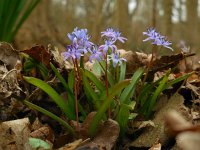 Scilla bifolia 28, Vroege sterhyacint, Saxifraga-Ed Stikvoort