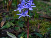 Scilla bifolia 29, Vroege sterhyacint, Saxifraga-Ed Stikvoort