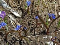 Scilla bifolia 3, Vroege sterhyacint, Saxifraga-Willem van Kruijsbergen