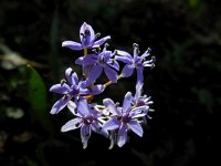 Scilla bifolia 30, Vroege sterhyacint, Saxifraga-Ed Stikvoort