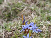 Scilla bifolia 31, Vroege sterhyacint, Saxifraga-Dirk Hilbers