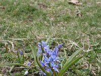 Scilla bifolia 32, Vroege sterhyacint, Saxifraga-Dirk Hilbers