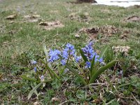 Scilla bifolia 33, Vroege sterhyacint, Saxifraga-Dirk Hilbers