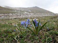 Scilla bifolia 34, Vroege sterhyacint, Saxifraga-Dirk Hilbers