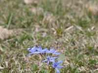 Scilla bifolia 35, Vroege sterhyacint, Saxifraga-Dirk Hilbers