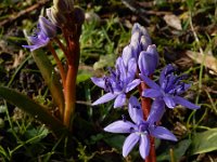 Scilla bifolia 36, Vroege sterhyacint, Saxifraga-Ed Stikvoort