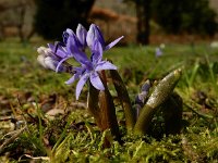 Scilla bifolia 37, Vroege sterhyacint, Saxifraga-Ed Stikvoort