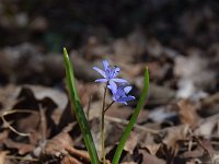 Scilla bifolia 38, Vroege sterhyacint, Saxifraga-Simone van Velzen