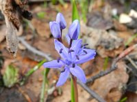 Scilla bifolia 39, Vroege sterhyacint, Saxifraga-Rutger Barendse