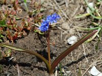 Scilla bifolia 4, Vroege sterhyacint, Saxifraga-Willem van Kruijsbergen