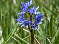 Scilla bifolia 40, Vroege sterhyacint, Saxifraga-Luuk Vermeer