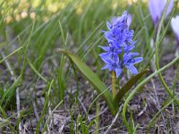 Scilla bifolia 41, Vroege sterhyacint, Saxifraga-Luuk Vermeer