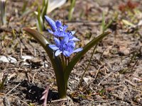 Scilla bifolia 42, Vroege sterhyacint, Saxifraga-Luuk Vermeer