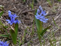 Scilla bifolia 43, Vroege sterhyacint, Saxifraga-Luuk Vermeer