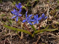 Scilla bifolia 45, Vroege sterhyacint, Saxifraga-Harry Jans