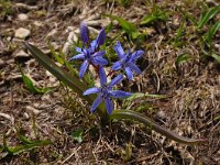 Scilla bifolia 46, Vroege sterhyacint, Saxifraga-Harry Jans