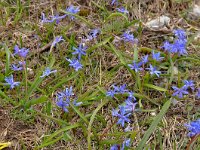 Scilla bifolia 47, Vroege sterhyacint, Saxifraga-Harry Jans