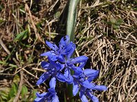 Scilla bifolia 48, Vroege sterhyacint, Saxifraga-Harry Jans